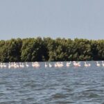 Balade dans la Fleuve Casamance (1)